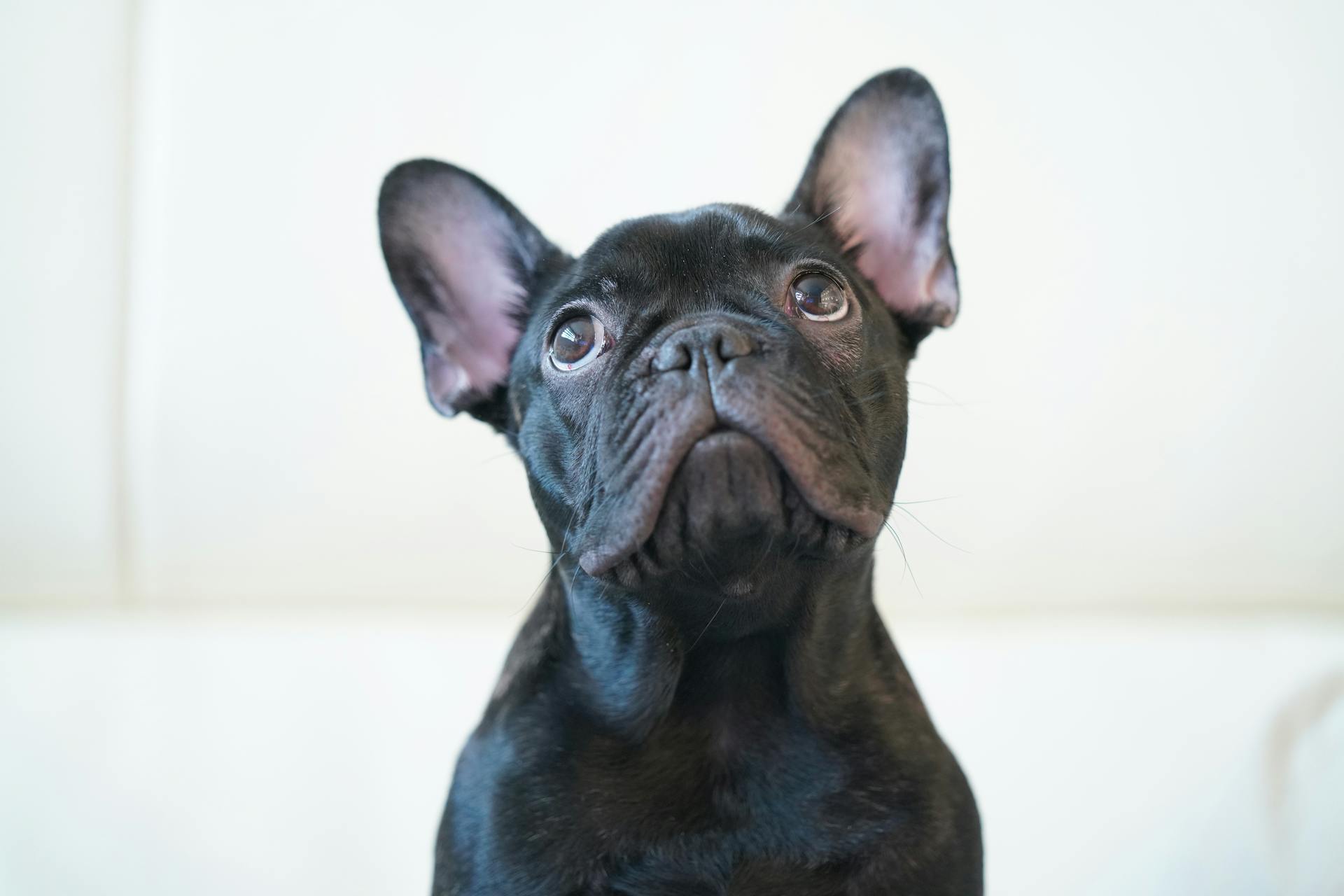 Cute French Bulldog Looking up