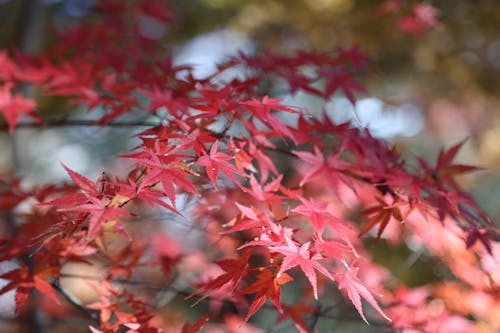 Red Leaves in Close Up Photography