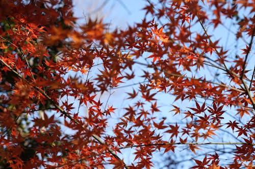 Brown Leaves on Tree Branch