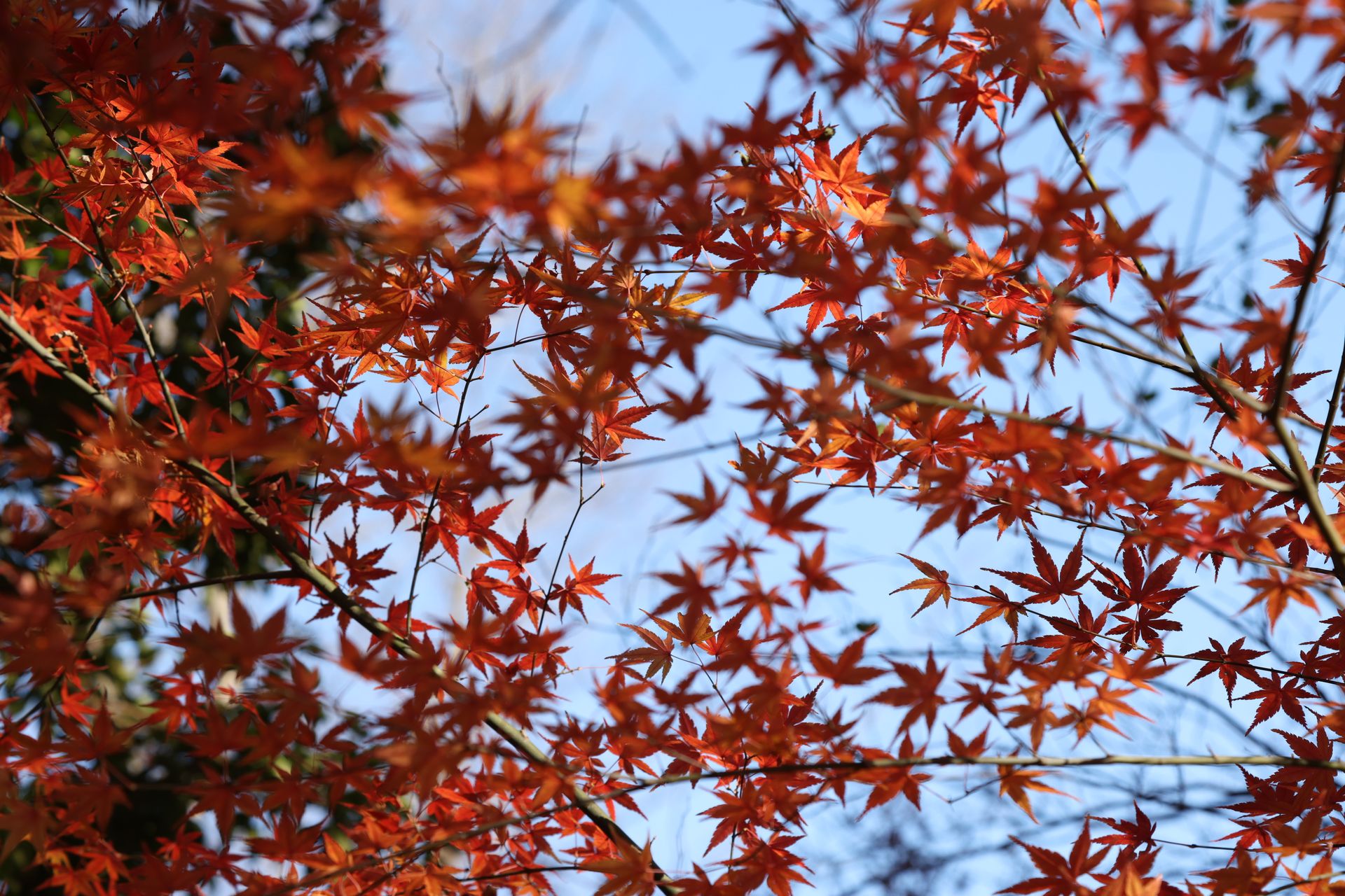 Close-up of red Japanese maple leaves in autumn against a clear blue sky.