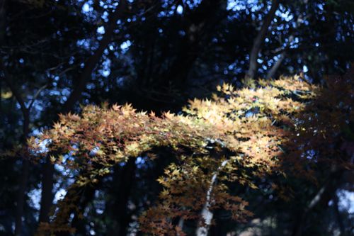 Free stock photo of autumn atmosphere Stock Photo