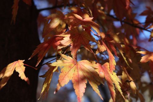 Free stock photo of autumn atmosphere Stock Photo