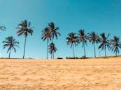 在巴西蔚蓝的天空下，宁静的热带海滩上，椰子树矗立着