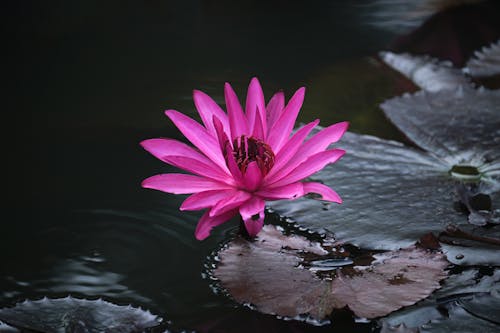 Immagine gratuita di avvicinamento, fiore rosa, fioritura