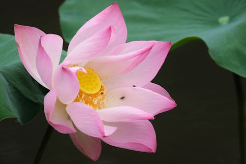 Pink Lotus Flower in Close Up Photography