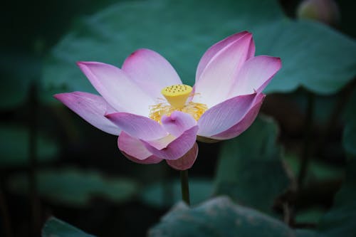 Lotus Flower in Close Up Photography