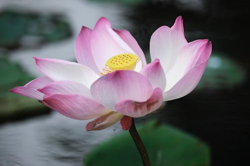 Бесплатное стоковое фото с «индийский лотос», nelumbo nucifera, крупный план