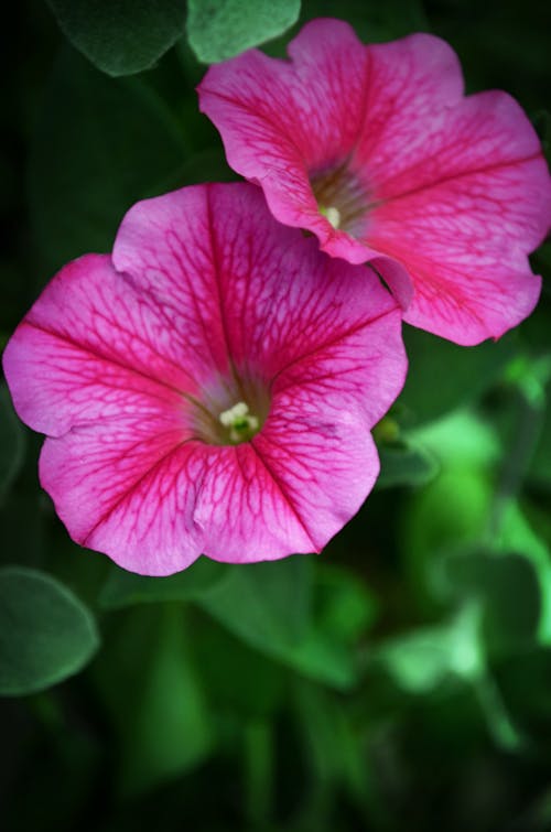 Gratis Fotos de stock gratuitas de de cerca, flor, flora Foto de stock