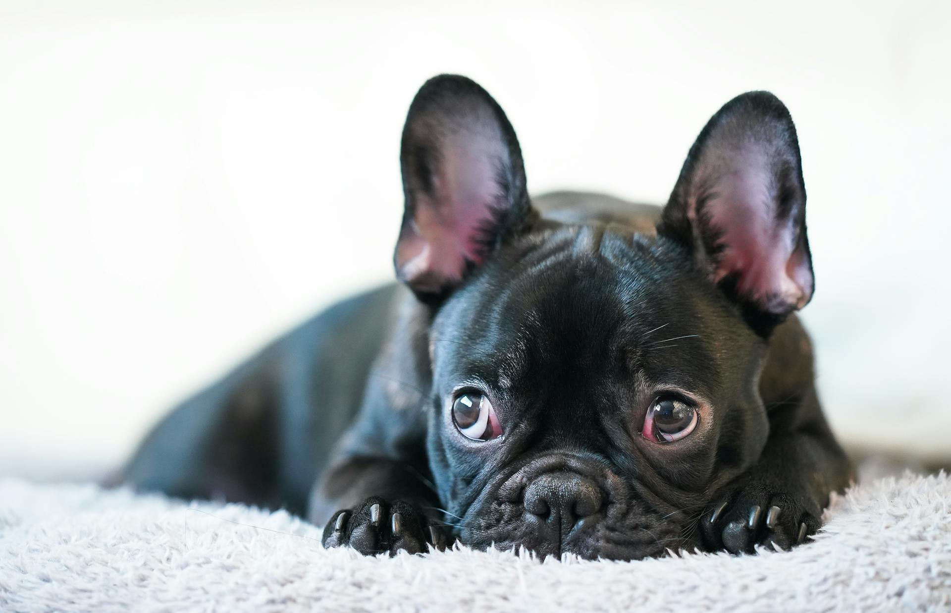 Un bouledogue français noir couché sur un tapis