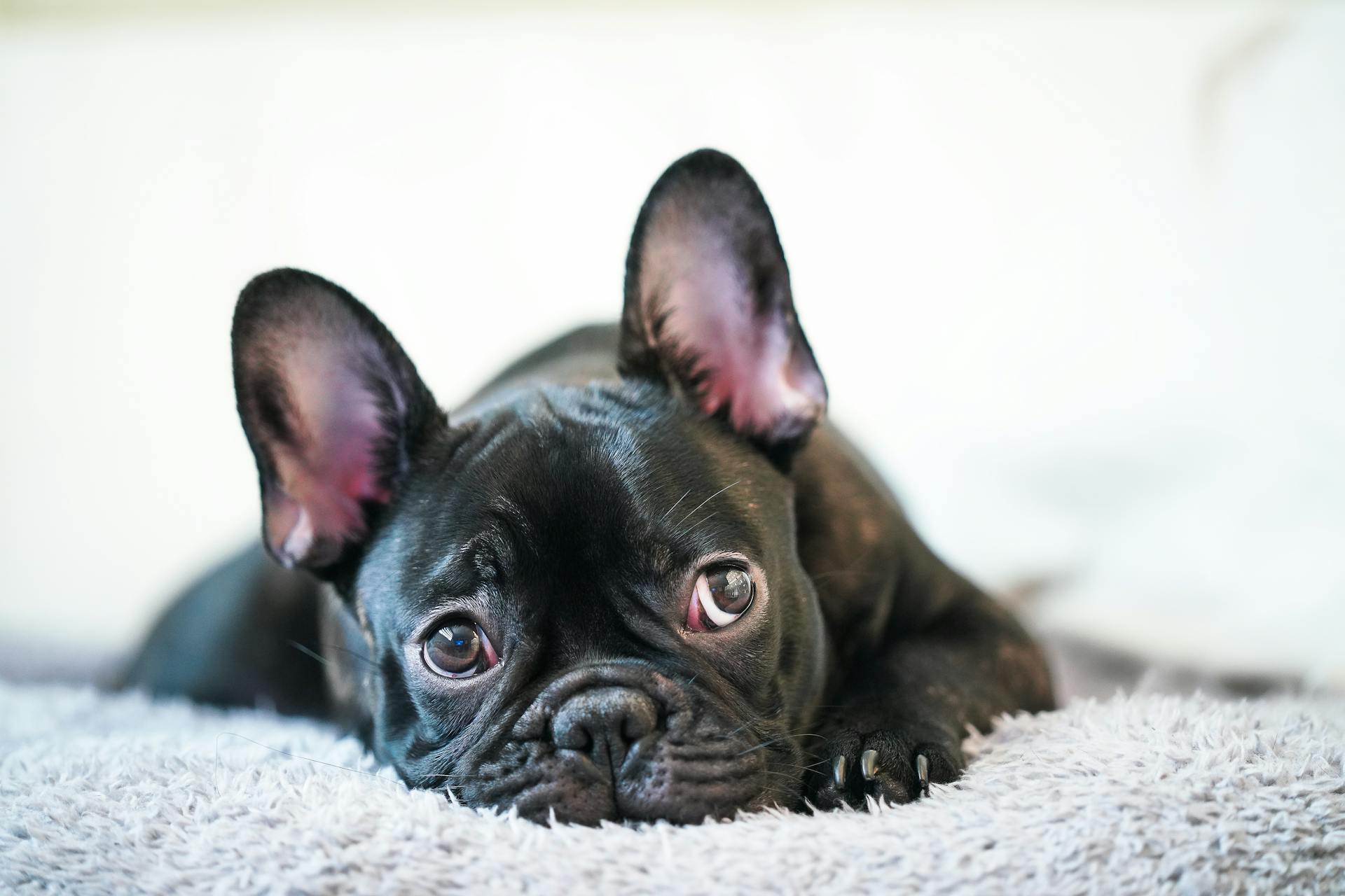 Black Puppy Lying on Carpet