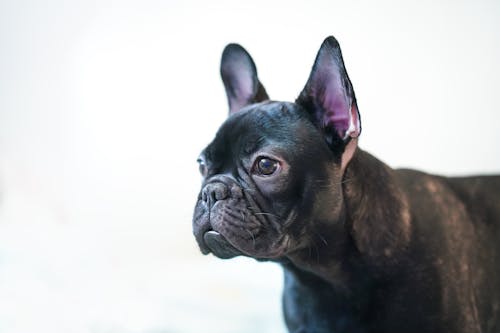 Fotos de stock gratuitas de adorable, animal domestico, Bulldog francés