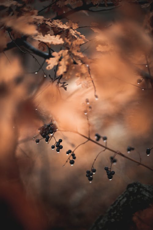 Fotos de stock gratuitas de al aire libre, árbol, caer