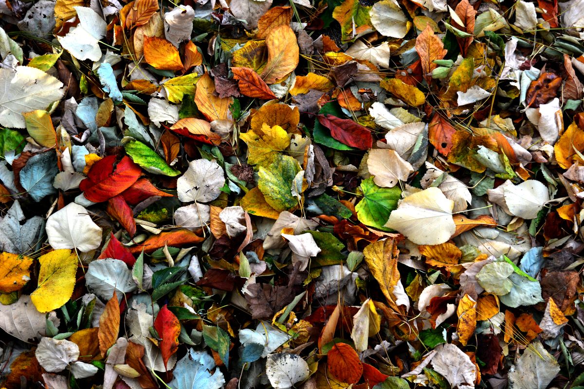 Yard Debris Cleanup