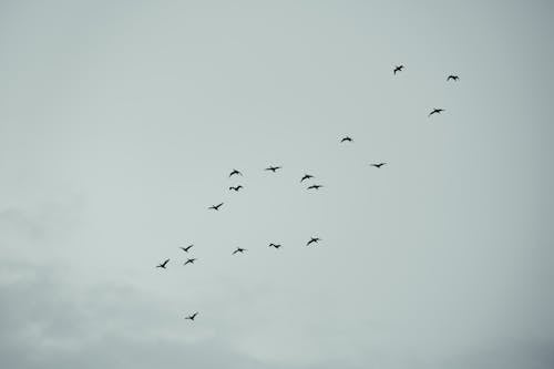 Free Flock of Birds Flying Under Gray Sky Stock Photo
