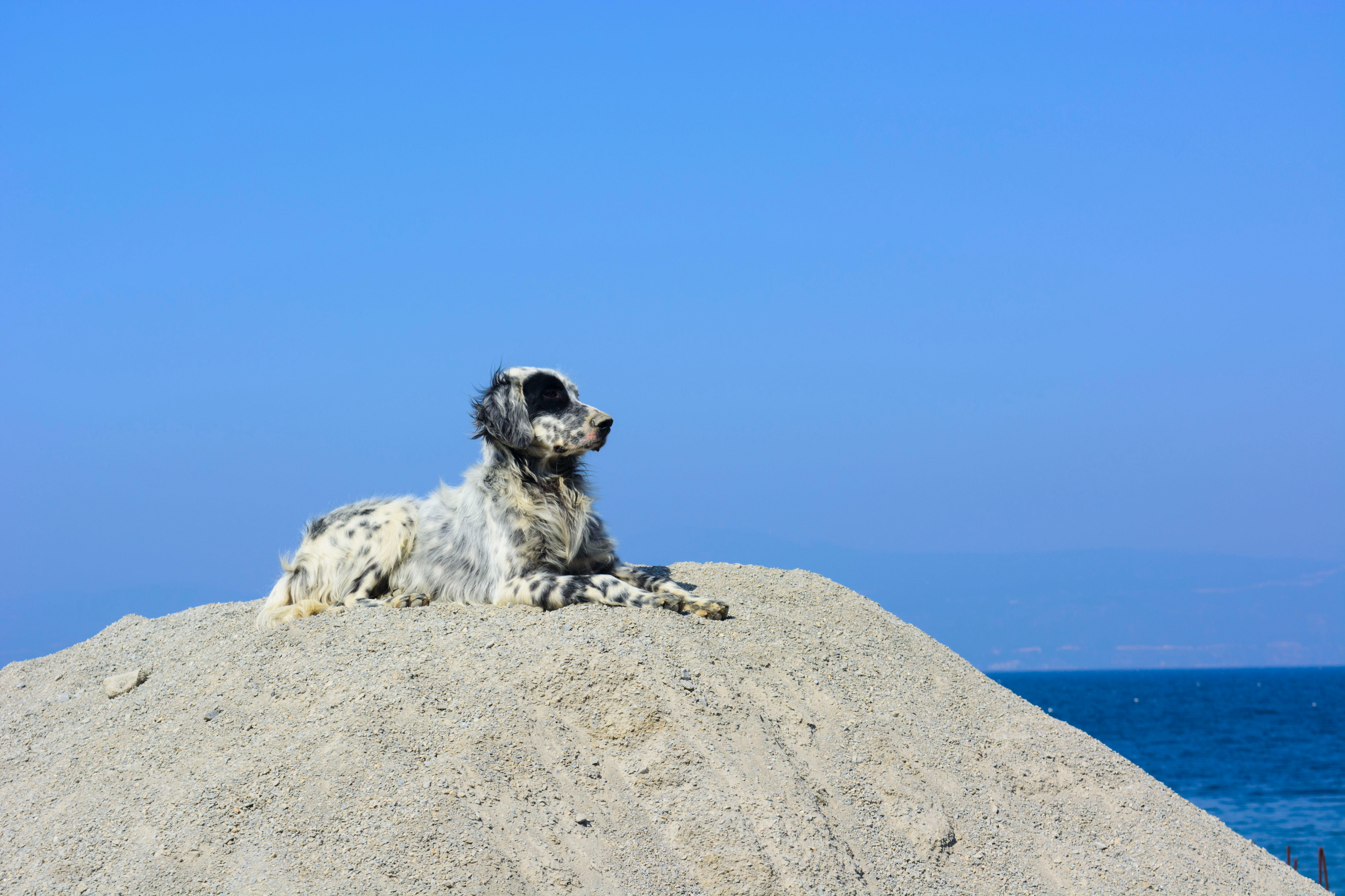 Διατροφή English Setter: Τι Τρώει & Πόσο Φαγητό Χρειάζεται