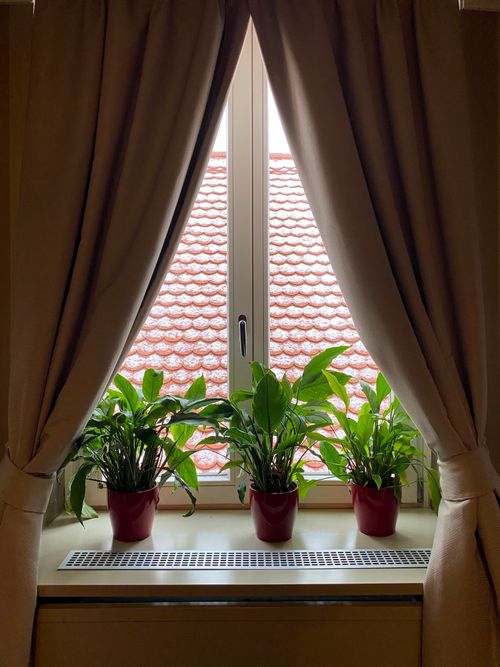 Free Three potted plants on a windowsill framed by curtains with a view of tiled roof. Stock Photo