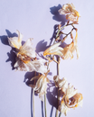 White and Yellow Flower on White Wall