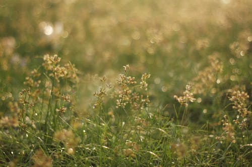 Wildflowers in Grass on Summer Day