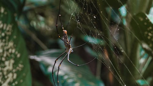 Δωρεάν στοκ φωτογραφιών με αράχνη, αραχνοειδές έντομο, αρθρόποδα