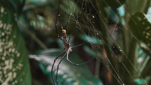 Spider on Web in Close Up Photography