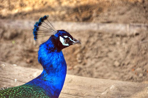 Photos gratuites de coloré, fond d'écran pour ordinateur, magnifique