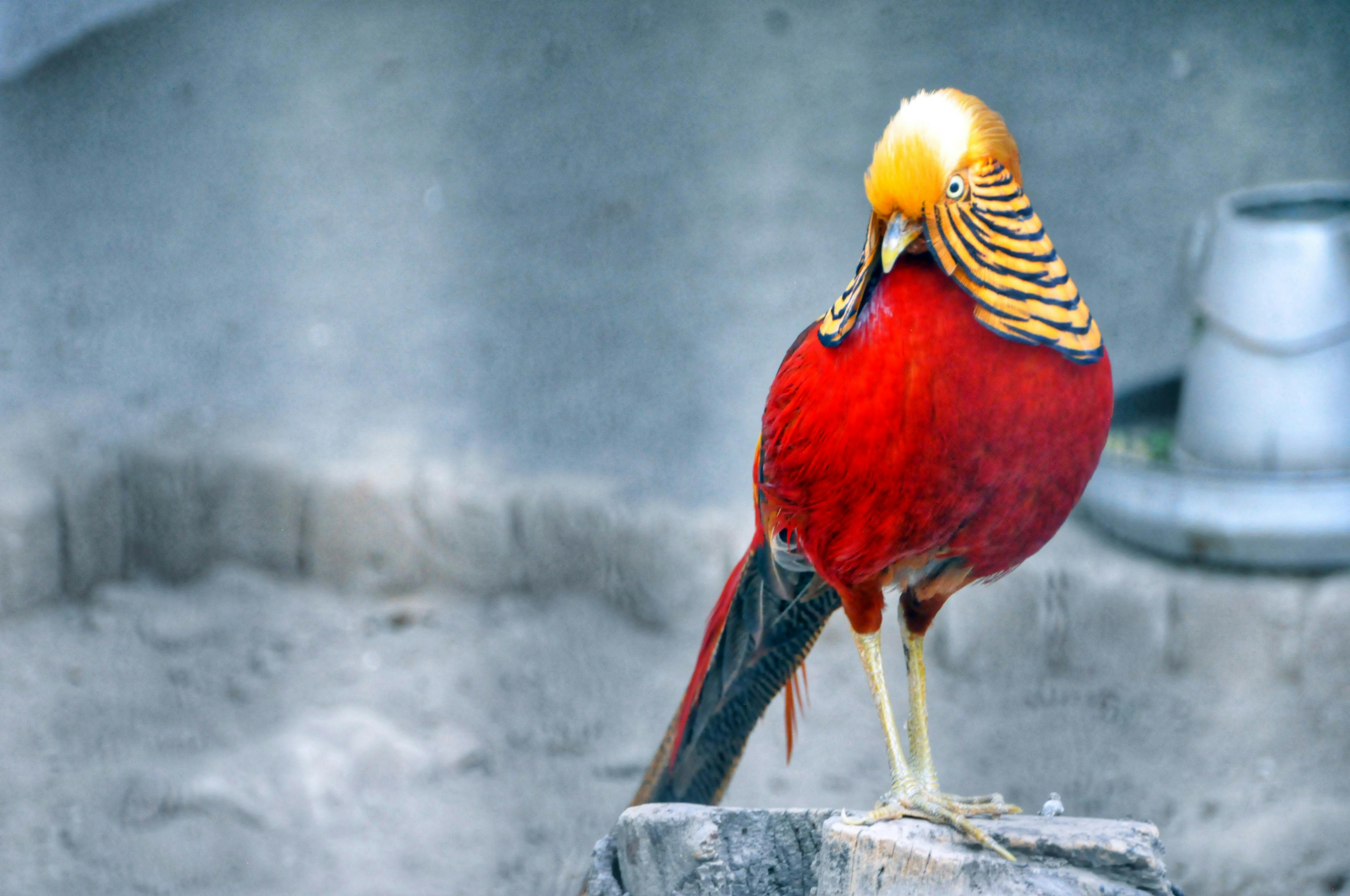 red and brown bird standing on grey wood stump