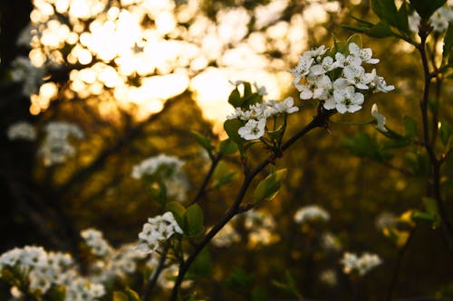 緑の葉と白い花