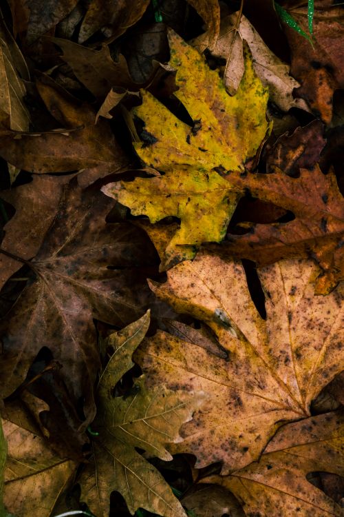 Free Close-up of colorful autumn leaves fallen on the ground in a London park. Stock Photo