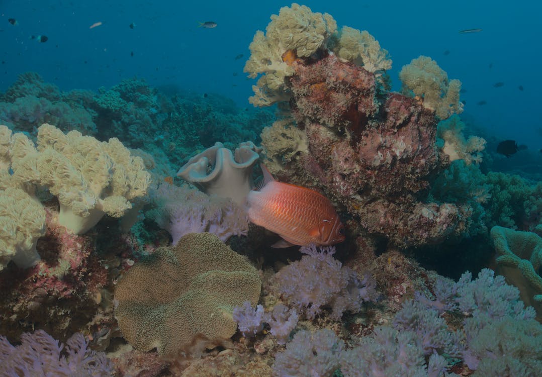 Gratis lagerfoto af koralrev, livet i havet, orange fisk