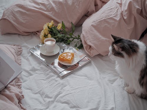 ケーキ, コーヒー, ネコの無料の写真素材