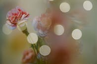 Pink Flowers and Bokeh