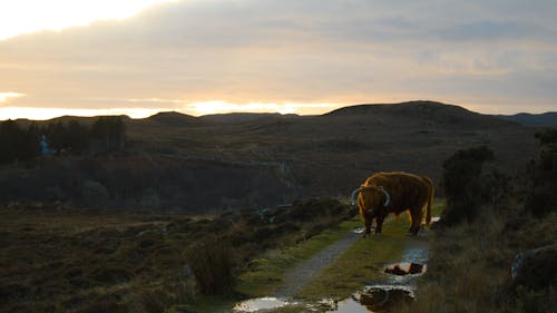 スコットランド, ハイランド, 哺乳類の無料の写真素材