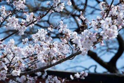 Fotografia Di Messa A Fuoco Selettiva Di Albero In Fiore Bianco