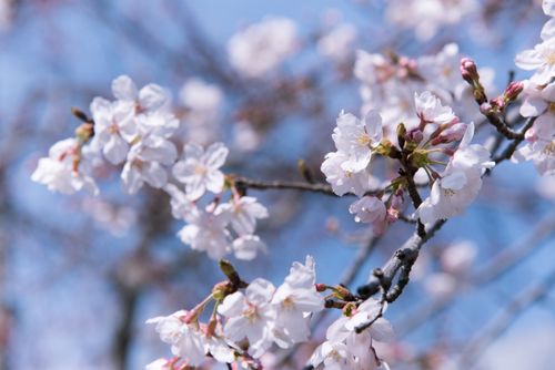 Free A beautiful close-up of cherry blossoms in full bloom against a clear blue sky during spring. Stock Photo