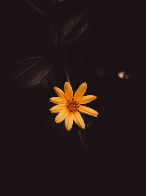 Free Yellow Flower With Black Background Stock Photo