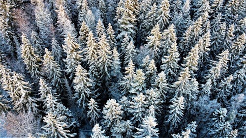 Kostenloses Stock Foto zu drohne erschossen, holz, kaltes wetter