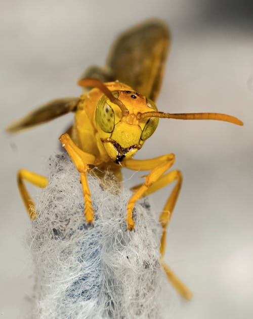 Free stock photo of animal world, bee, camera