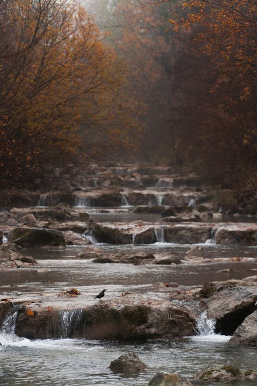 Безкоштовне стокове фото на тему «вода, Водоспад, дерева»
