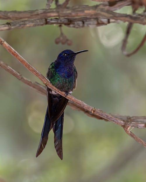 Green and Blue Bird on Brown Tree Branch
