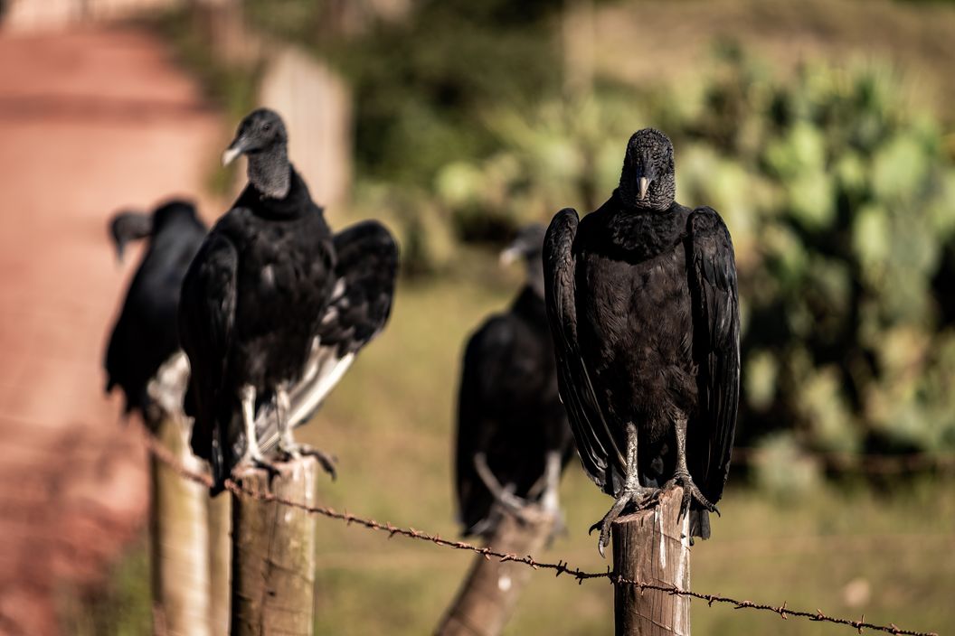 Will Black Vultures Attack Dogs? How to Protect Your Pet
