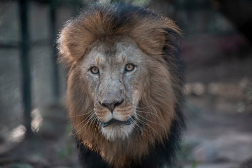Free A Lion's Face in Close Up Photography Stock Photo