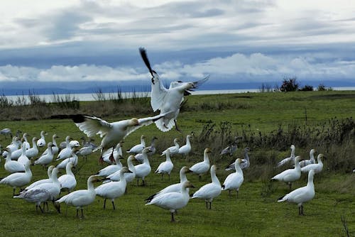 Gratis arkivbilde med birds_flying, elv, himmel