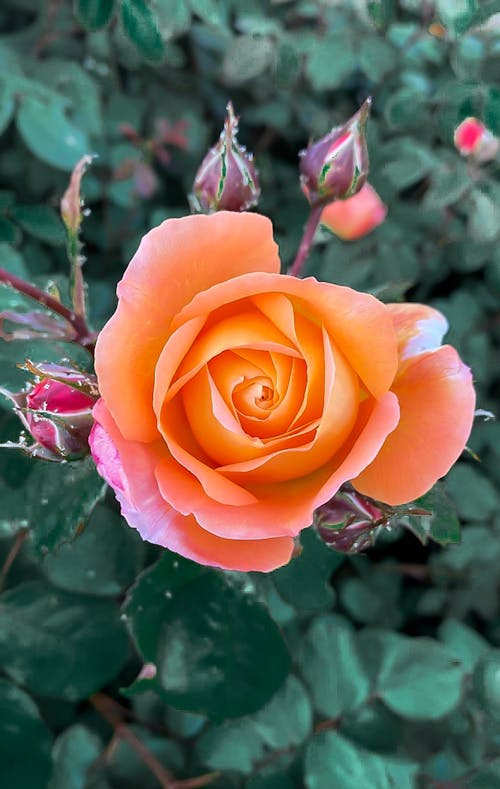 Free stock photo of english rose, orange roses, rose