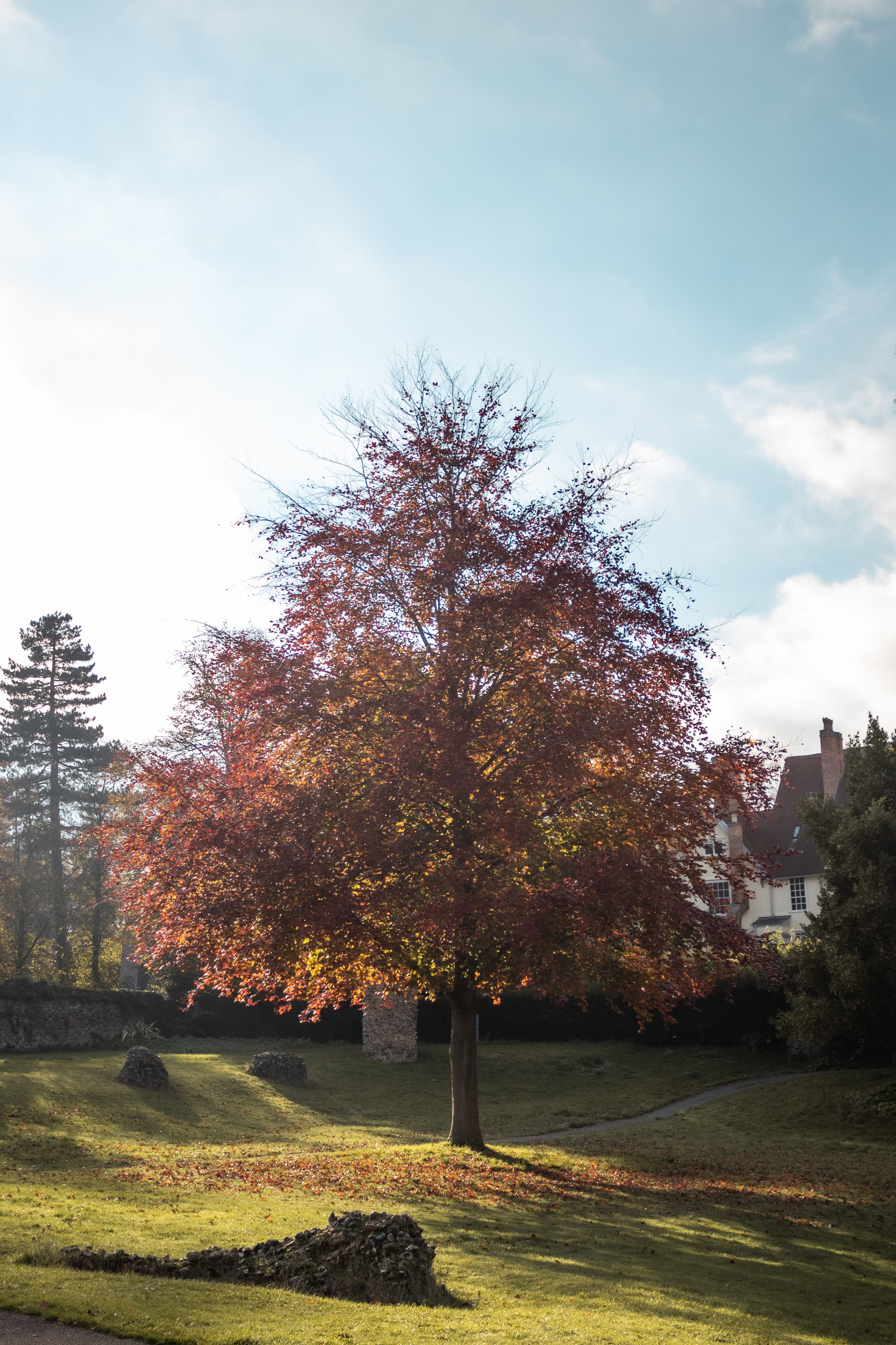 Residential lawn and home with a large tree showing autumn foliage