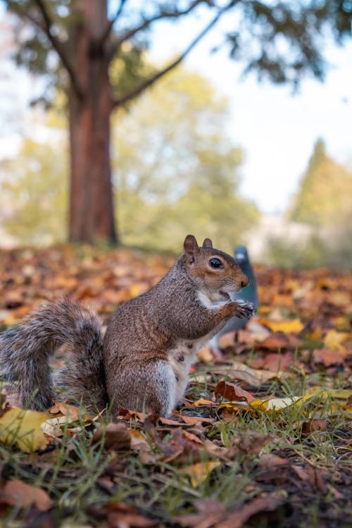 Free Close-Up Shot of a Squirrel Stock Photo