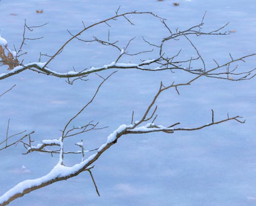 Fotobanka s bezplatnými fotkami na tému bezlistý, sneh, vetvy stromu