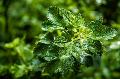 Free Green Leaves in Close-Up Photography Stock Photo