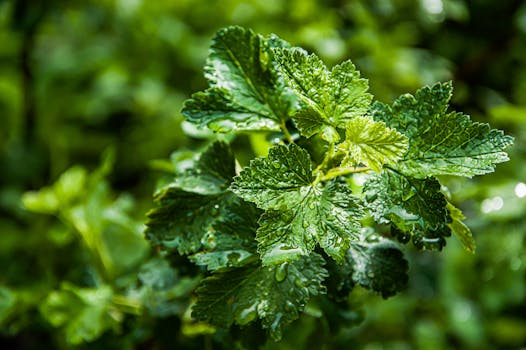 Close-up of vibrant green leaves with dewdrops after rain, highlighting nature's freshness.
