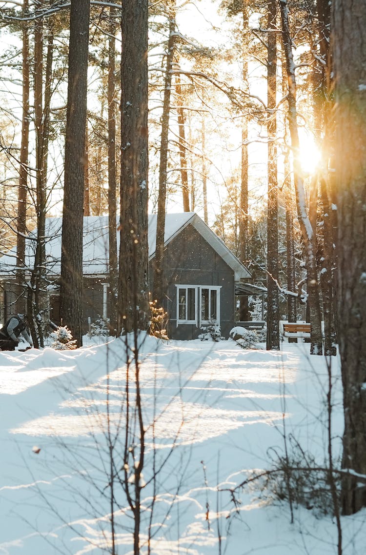 Nice Timber Cottage In Pine Forest In Winter