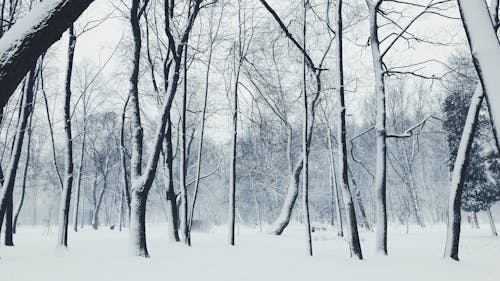 Bare Trees on Snow Covered Ground